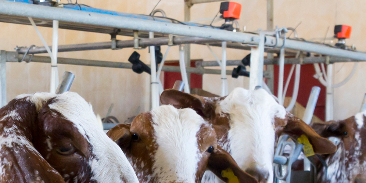 A automação na produção agropecuária vem se tornando cada vez mais importante para a competitividade do setor.